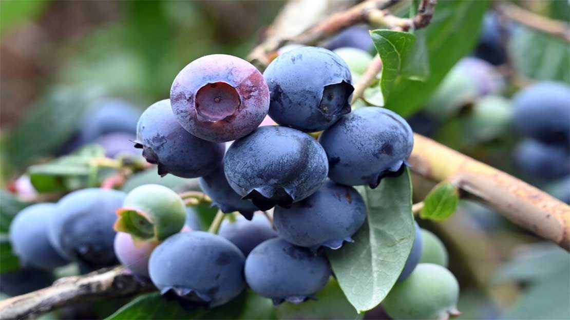 التوت الأزرق البري.. جرعة يومية صغيرة تحمي قلبك وتعزز هضمك بقوة