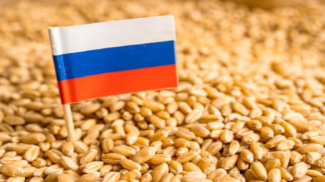 دول عربية تتصدر استيراد القمح الروسي: مصر والمغرب والإمارات في طليعة المشترين
