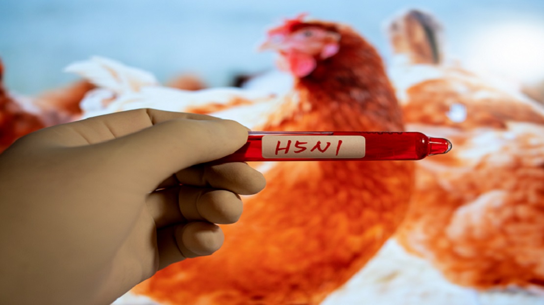 إنفلونزا الطيور H5N1: دراسة تكشف عن مخاطر انتقال الفيروس بين البشر