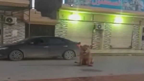 فيديو، أسد يتجول في مدينة بنغازي الليبية